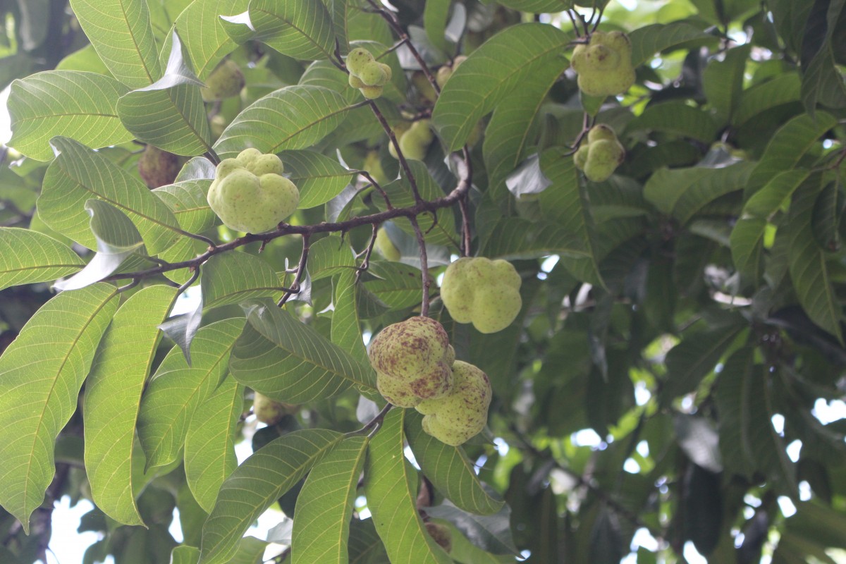 Artocarpus zeylanicus (F.M.Jarrett) E.M.Gardner & Zerega